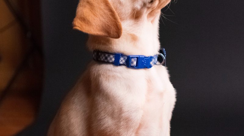 Conseils pour choisir un collier anti-aboiement pour chiens